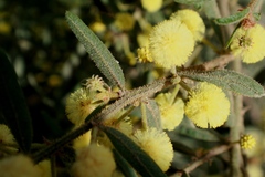 Acacia aspera