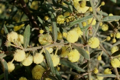 Acacia aspera