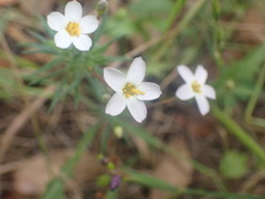 Leptosiphon rosaceus