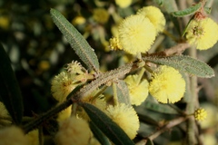 Acacia aspera