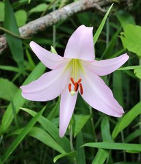 Lilium japonicum