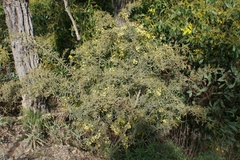 Acacia aspera