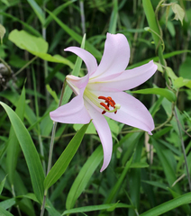 Lilium japonicum