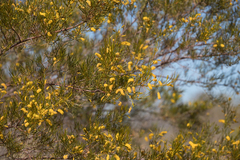 Acacia chisholmii