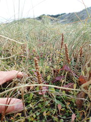 Plantago australis