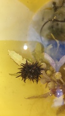 Anemonia sargassensis