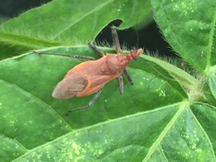 Cutocoris russatus