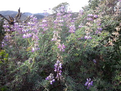 Lupinus arboreus eximius