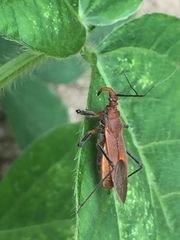 Cutocoris russatus