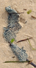 Botrylloides perspicuus