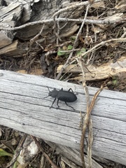 Iphthiminus serratus