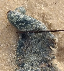Botrylloides perspicuus