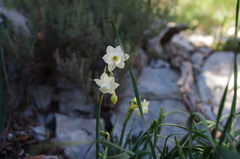 Narcissus dubius