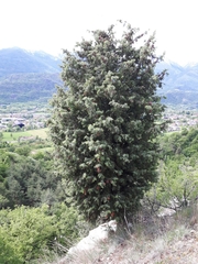 Juniperus oxycedrus oxycedrus