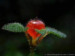 Nertera dichondrifolia