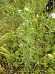Lithospermum officinale