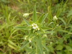 Lithospermum officinale