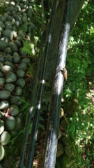 Tabanomorpha
