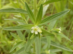 Lithospermum officinale