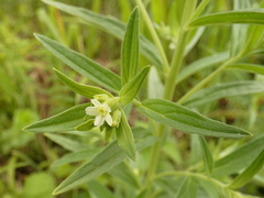 Lithospermum officinale