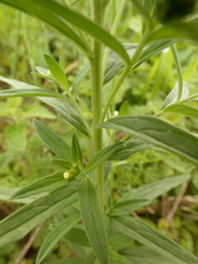 Lithospermum officinale