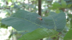 Rhagio floridensis