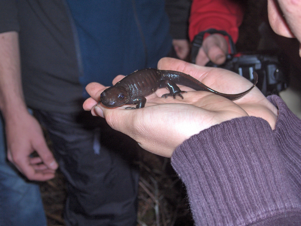 Photo of a Northwestern Salamander