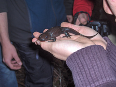 Northwestern Salamander photo 4