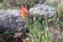 Castilleja affinis