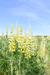 Lupinus sulphureus