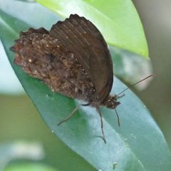 Praepedaliodes phanias