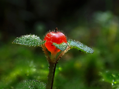Nertera dichondrifolia