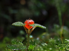 Nertera dichondrifolia