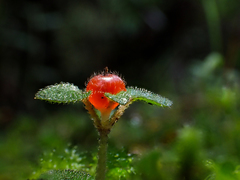 Nertera dichondrifolia