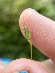 Hordeum pusillum
