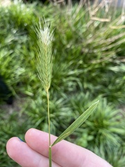 Hordeum pusillum