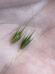 Hordeum pusillum