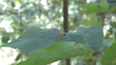 Rhagio floridensis