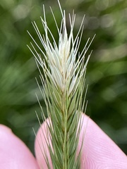 Hordeum pusillum