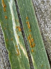 Puccinia hordei