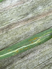 Puccinia hordei