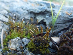 Encalypta rhaptocarpa