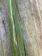 Puccinia hordei