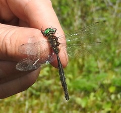 Somatochlora brevicincta