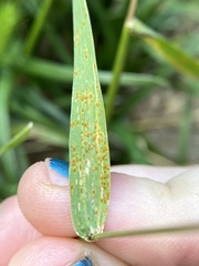 Puccinia hordei