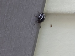 Calligrapha californica