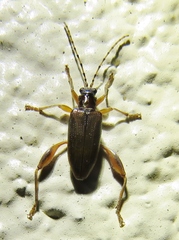 Donacia texana