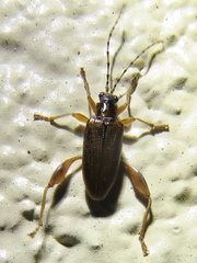 Donacia texana