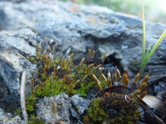 Encalypta rhaptocarpa