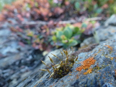 Encalypta rhaptocarpa